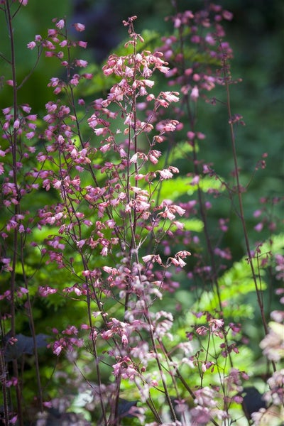 Heuchera micrantha 'Regina', Purpurglöckchen, silbrig-rosa, ca. 11x11 cm Topf