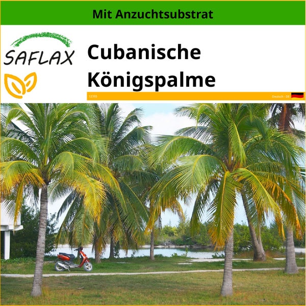 SAFLAX  - Cubanische Königspalme - Roystonia regia - 8 Samen - Mit keimfreiem Anzuchtsubstrat