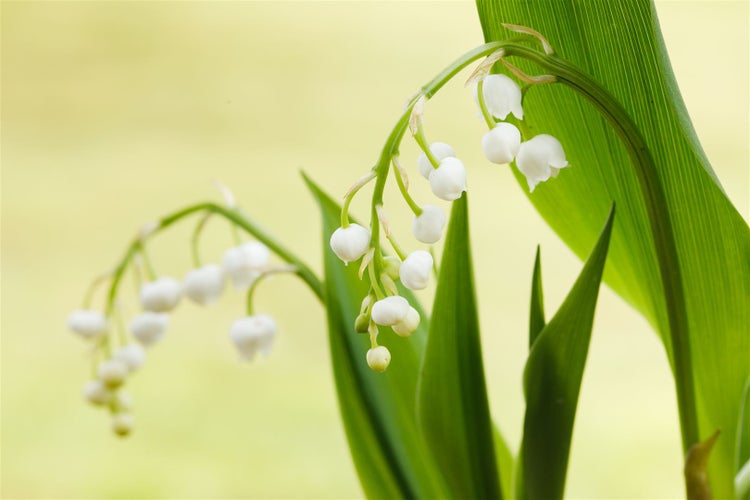 Convallaria majalis, Maiglöckchen, weiß, ca. 9x9 cm Topf