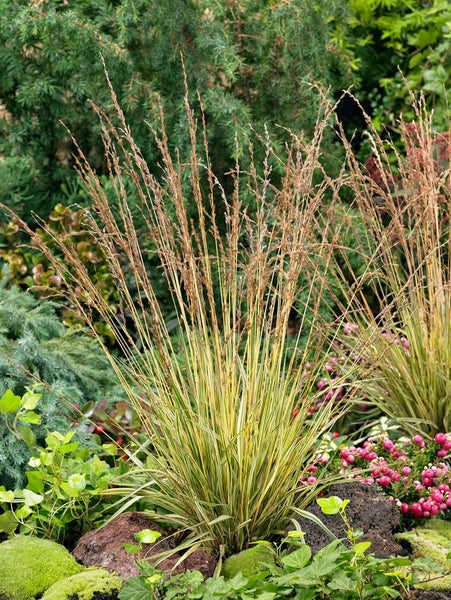 Dekoratives Ziergras im Gartenbeet.