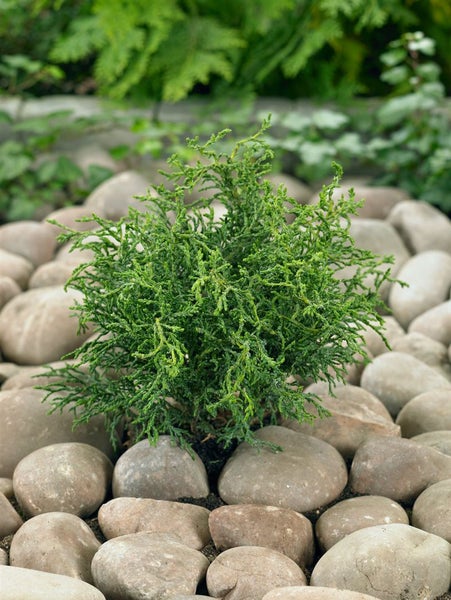 Chamaecyparis obtusa 'Lycopodioides', Muschelzypresse, 20–25 cm