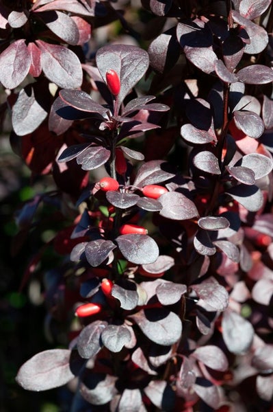 Berberis thunbergii 'Red Pillar', Säulen-Berberitze, rotlaubig, 25–30 cm