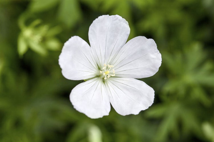Weiße Storchschnabelblüte im Nahbereich