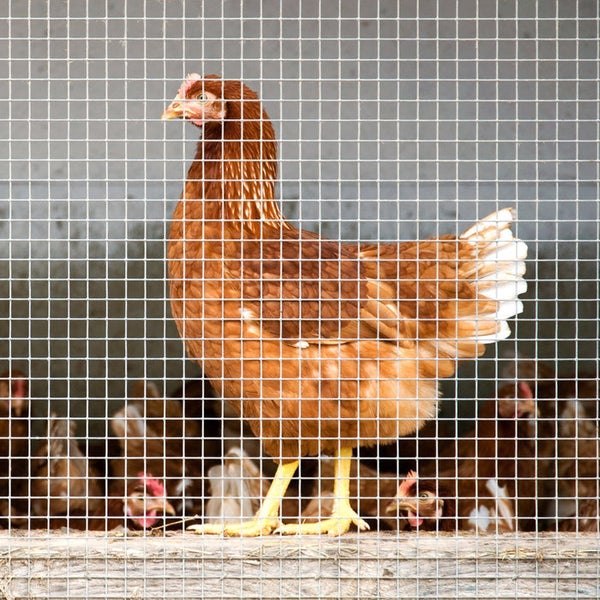 FLOORDIREKT Drahtgitter - Wühlmausgitter - Verzinkt - Maschenweite: 6,3 mm - 1 x 10 m