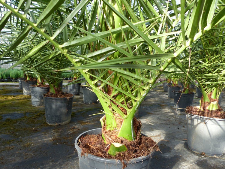 Palme 90-120 cm, Phoenix canariensis, kanarische Dattelpalme, kräftige Palmen, keine Jungpflanzen