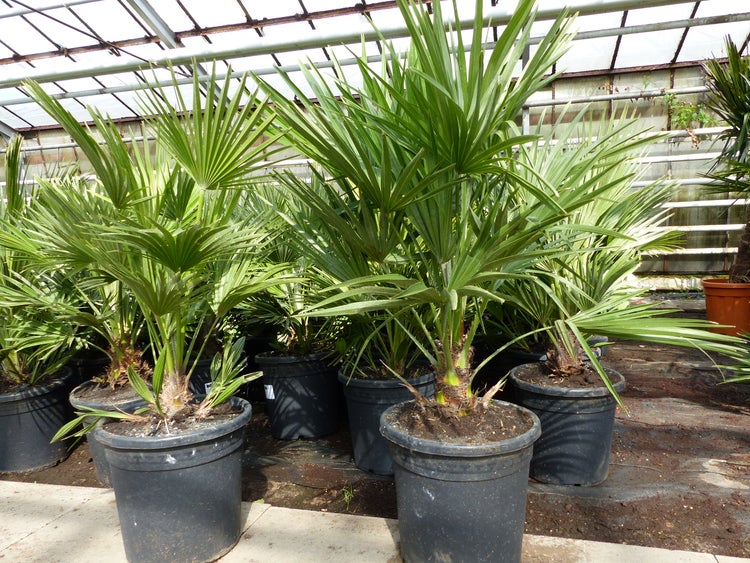 Palme Vulcano 70 cm Zwergpalme Chamaerops Humilis, winterhart bis -12°C