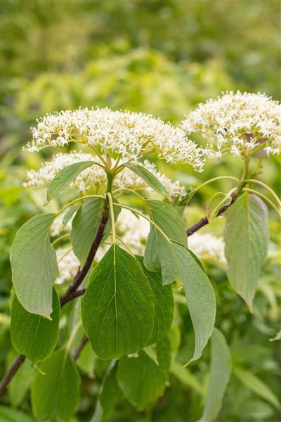 Cornus controversa 'Lucia', Etagen-Hartriegel, 50–60 cm, auffälliges Laub
