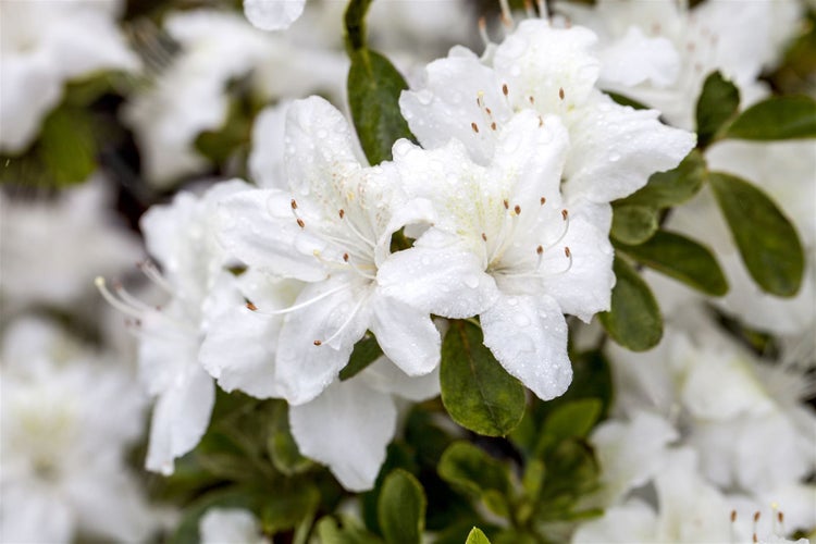 Rhododendron obt. 'Diamant Weiß', Rhododendron, weiß, 20–25 cm