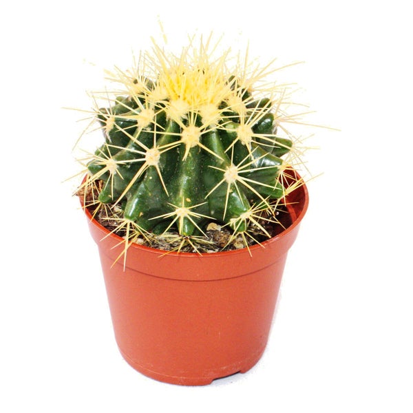 Echinocactus grusonii - Schwiegermutterstuhl - im 8,5cm Topf