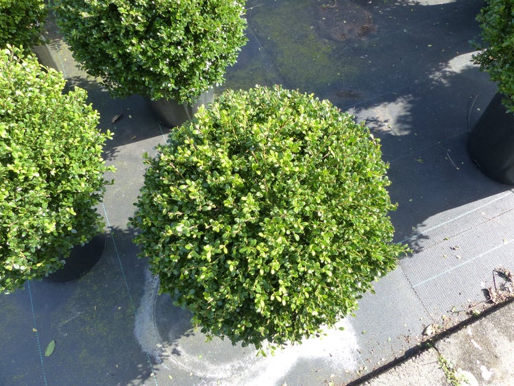 Wohnzimmer-Szene mit gemustertem Teppich, Sofa und Dekoration