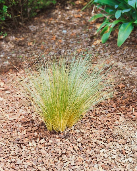 Festuca ovina, Schaf-Schwingel, ca. 9x9 cm Topf