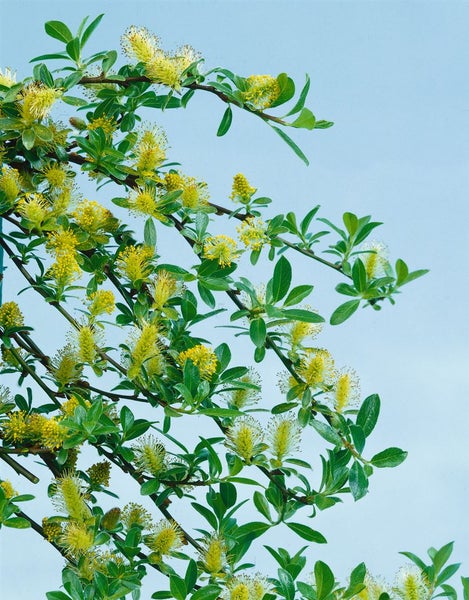 Salix arbuscula, Zwergweide, 30 cm Stammhöhe