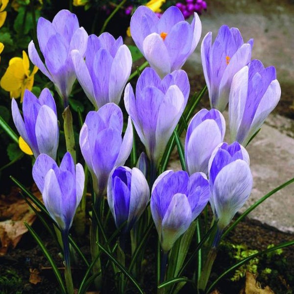 Gruppe von Krokussen im Gartenbeet