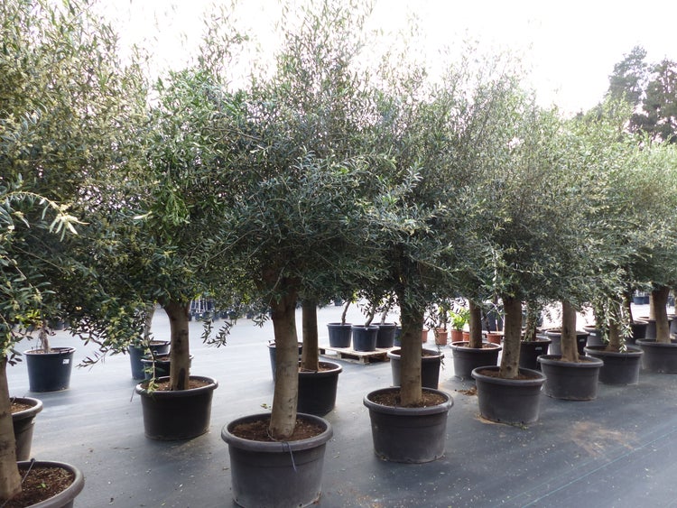 Mehrere Olivenbäume in großen schwarzen Kunststofftöpfen, aufgereiht in einer Baumschule.
