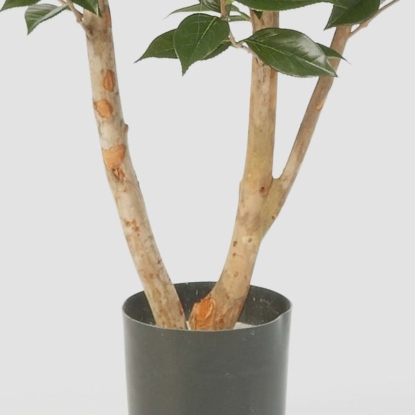 Künstliche Pflanze im Topf mit mehrstämmigem Stamm und dunkelgrünen Blättern.