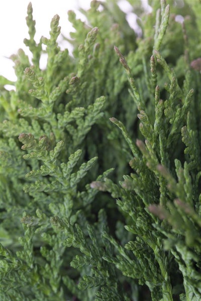 Thuja occidentalis 'Teddy', Kugel-Lebensbaum, kompakt, 20–25 cm
