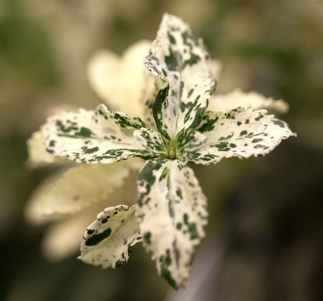 Euonymus fortunei 'Harlequin', Kriechspindel, buntlaubig, ca. 9x9 cm Topf
