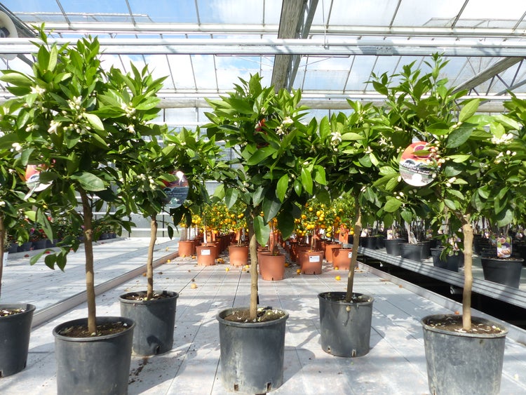 Citrus Sinensis Stamm Orangenbaum 80 - 90 cm Zitrus Orange Obstbaum