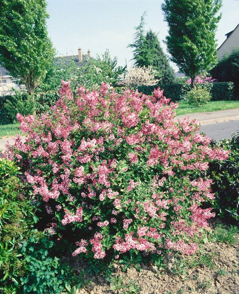 Syringa microphylla 'Superba', Zwergflieder, rosa Blüten, 60–80 cm