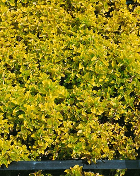 Gold-Oregano Pflanze im Topf