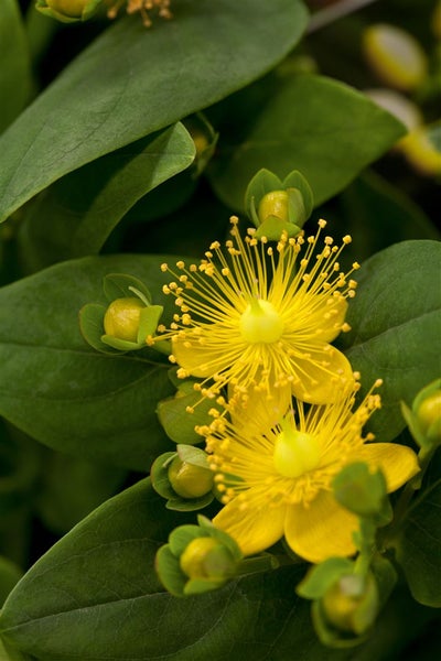 Hypericum calycinum 'Rose von Sharon', gelb, ca. 9x9 cm Topf