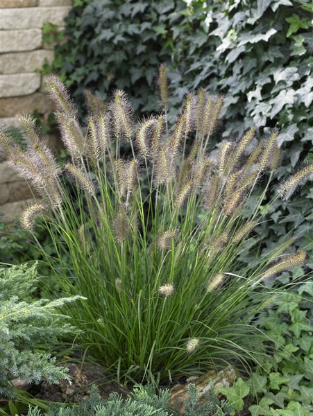 Pennisetum alopecuroides 'Compressum', Lampenputzergras, 3-5 Liter Container