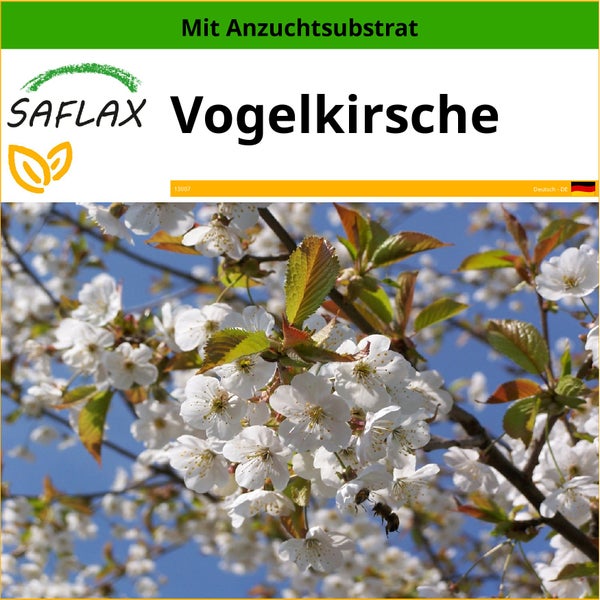 SAFLAX  - Vogelkirsche - Prunus avium - 10 Samen - Mit keimfreiem Anzuchtsubstrat