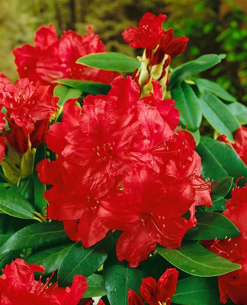 Rhododendron mit roten Blüten und grünen Blättern.