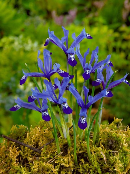 Iris reticulata 'Harmony', Zwerg-Iris, blau, ca. 9x9 cm Topf