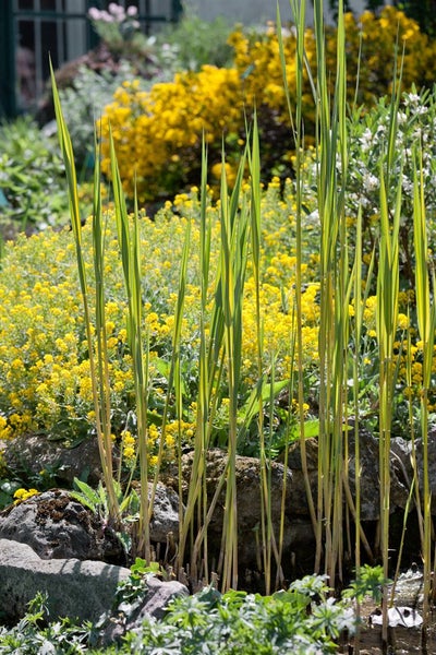 Teich mit Schilf und gelben Blumen im Garten.