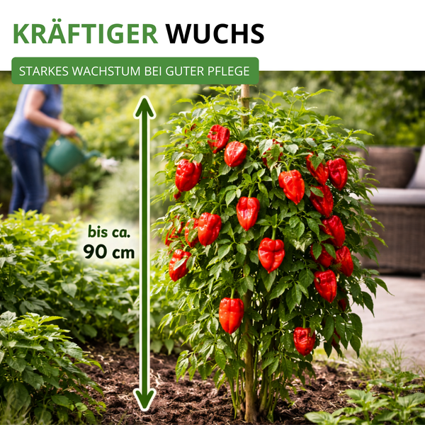 Kräftige Chilipflanze mit vielen roten Früchten im Garten, Wuchshöhe bis circa 90 Zentimeter, Hinweis auf starkes Wachstum bei guter Pflege.