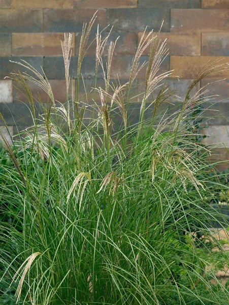 Miscanthus sinensis 'Kleine Silberspinne', Chinaschilf, 3-5 Liter Container