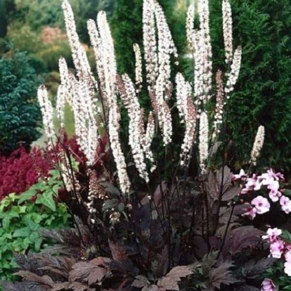 Pflanze mit weißen Blütenständen und dunklem Laub im Garten.