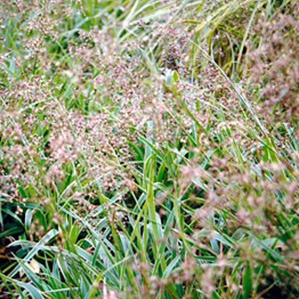 Detailaufnahme von Rutenhirse im Garten.
