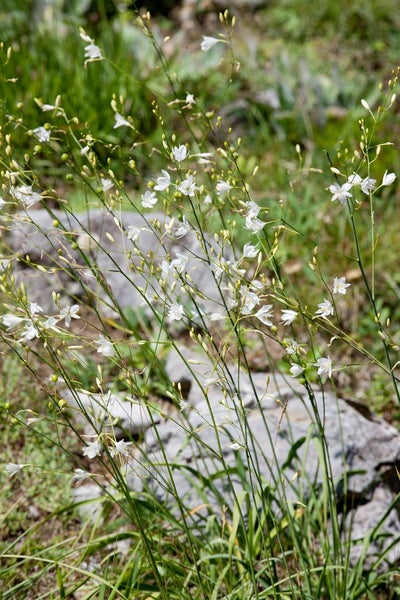 Anthericum ramosum, Ästige Graslilie, ca. 9x9 cm Topf