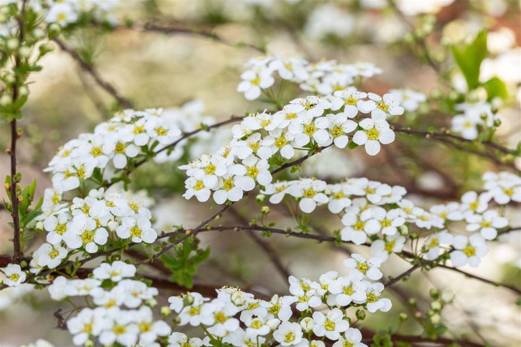 Reichblühende Spiersträucher-Zweige mit weißen Blüten
