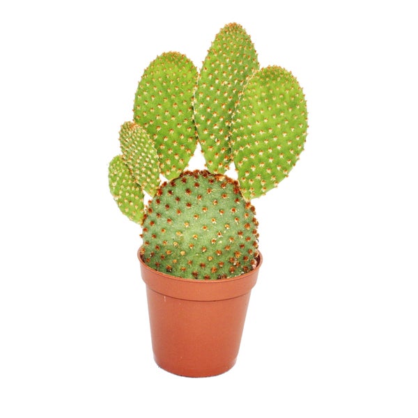 Opuntia microdasys rufida - rotstachliger Ohrenkaktus - im 8,5cm