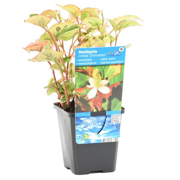 Wasserpflanze Molchschwanz Houttuynia cordata Chamaeleon mit bunt panaschierten Blättern im schwarzen Kunststofftopf.