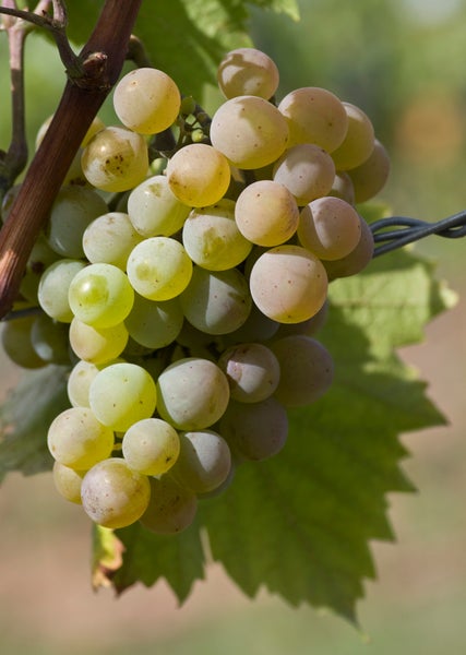 Eine Traube heller Weintrauben, die an einem Weinstock hängt, mit Weinblättern im Hintergrund.