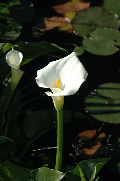 Calla palustris, Sumpf-Calla, weiß, ca. 9x9 cm Topf