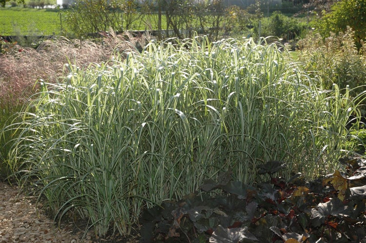 Schilfgras im Gartenbeet