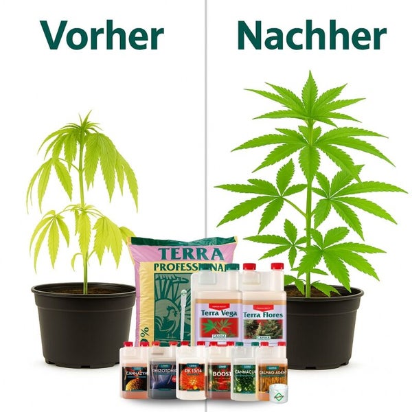 Vorher-Nachher-Vergleich einer Pflanze bei Verwendung von Canna Terra Professional Erde und Canna Pflanzendüngern.