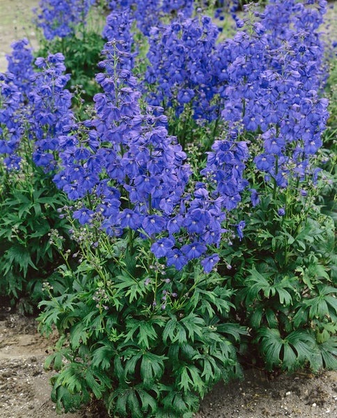 Delphinium x bellad.'Piccolo', Rittersporn, blau, ca. 11x11 cm Topf