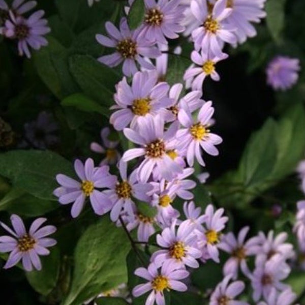 Nahaufnahme von Raublatt-Asterblüten