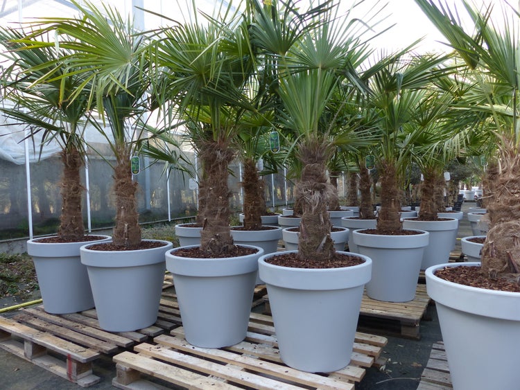 XXL Palme winterhart inkl. Pflanzkübel, 180 - 210 cm Trachycarpus fortunei, Hanfpalme, Top-Qualität