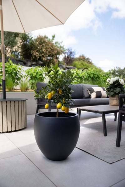 Zitronenbaum in einem großen schwarzen Pflanzkübel auf einer modern eingerichteten Terrasse mit Loungemöbeln und Sonnenschirm.