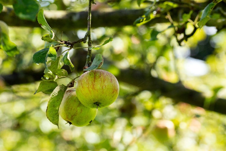 Prunus domestica 'Zwergobst', Terrassenobst, 40 cm Stammhöhe