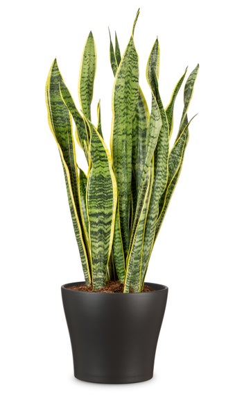 Scheurich Blumentopf aus Keramik,  Farbe: Anthrazit, 19 cm Durchmesser, 16 cm hoch, 2,9 l Vol.