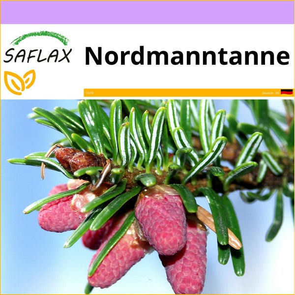 SAFLAX  - Nordmanntanne - Abies nordmanniana - 20 Samen