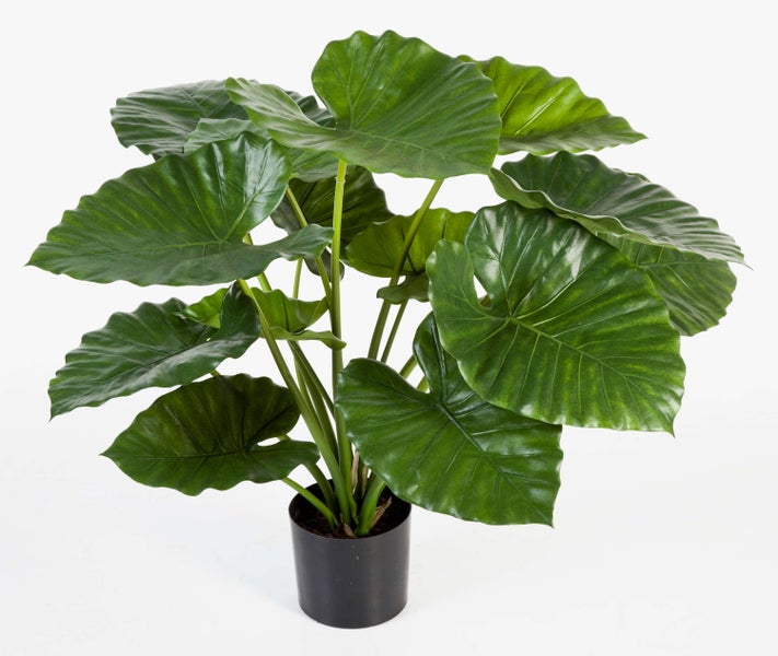 Nahaufnahme eines großen grünen Blattes einer künstlichen Alocasia-Pflanze mit ausgeprägten Blattadern.